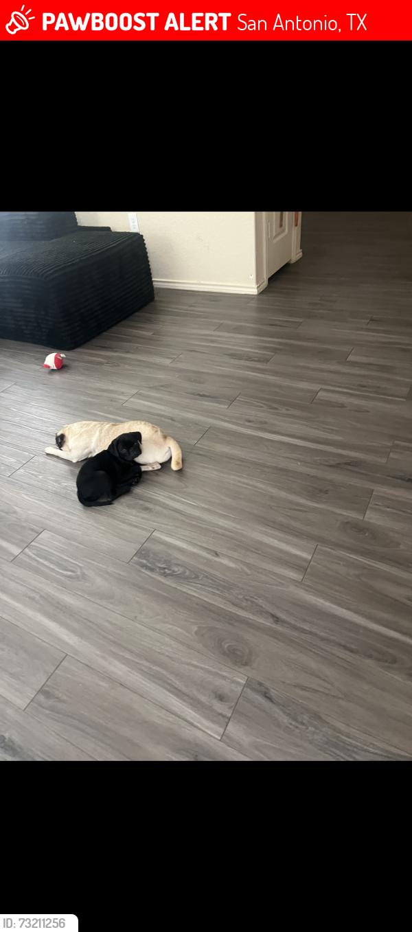 Lost Female Dog last seen Eisenhower rd, San Antonio, TX 78218