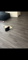 Lost Female Dog last seen Eisenhower rd, San Antonio, TX 78218