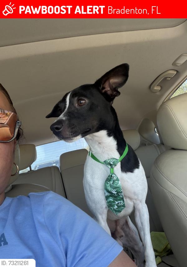 Lost Male Dog last seen Near Tamiami trail, Bradenton, FL 34207
