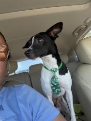 Lost Male Dog last seen Near Tamiami trail, Bradenton, FL 34207