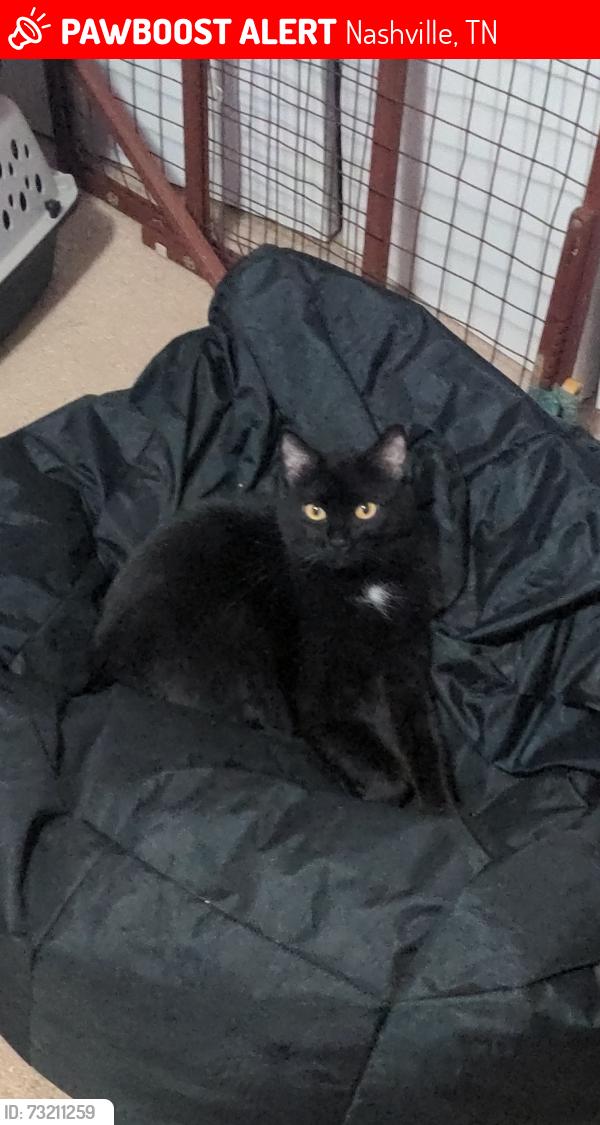 Lost Male Cat last seen Plantation Walk Subdivision/Tulip Grove Baptist Church, Nashville, TN 37138