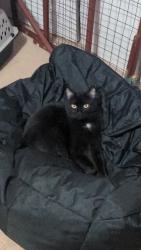 Lost Male Cat last seen Plantation Walk Subdivision/Tulip Grove Baptist Church, Nashville, TN 37138