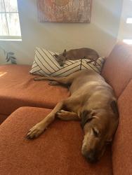 Lost Male Dog last seen 19th and Xenia, Denver, CO 80220