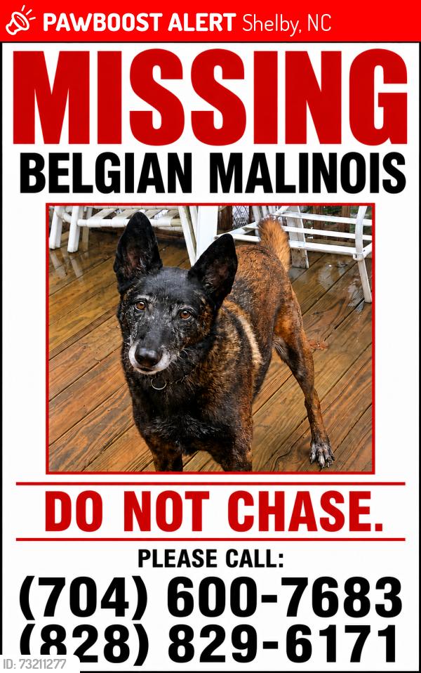 Lost Female Dog last seen Near flinthill church rd, Shelby, NC 28150