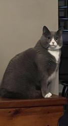 Lost Female Cat last seen Sunny point, Onslow County, NC 28574