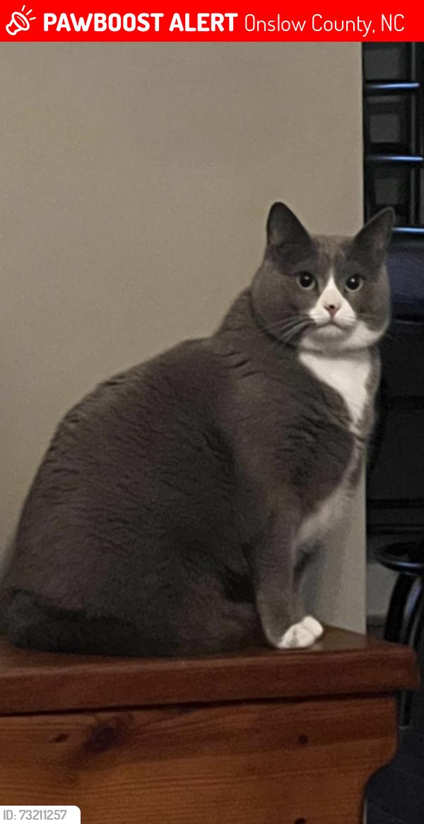 Lost Female Cat last seen Sunny point, Onslow County, NC 28574
