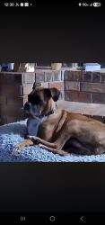 Lost Female Dog last seen Lora Lee Lane and Douglas Bend, Weston, WI 54476