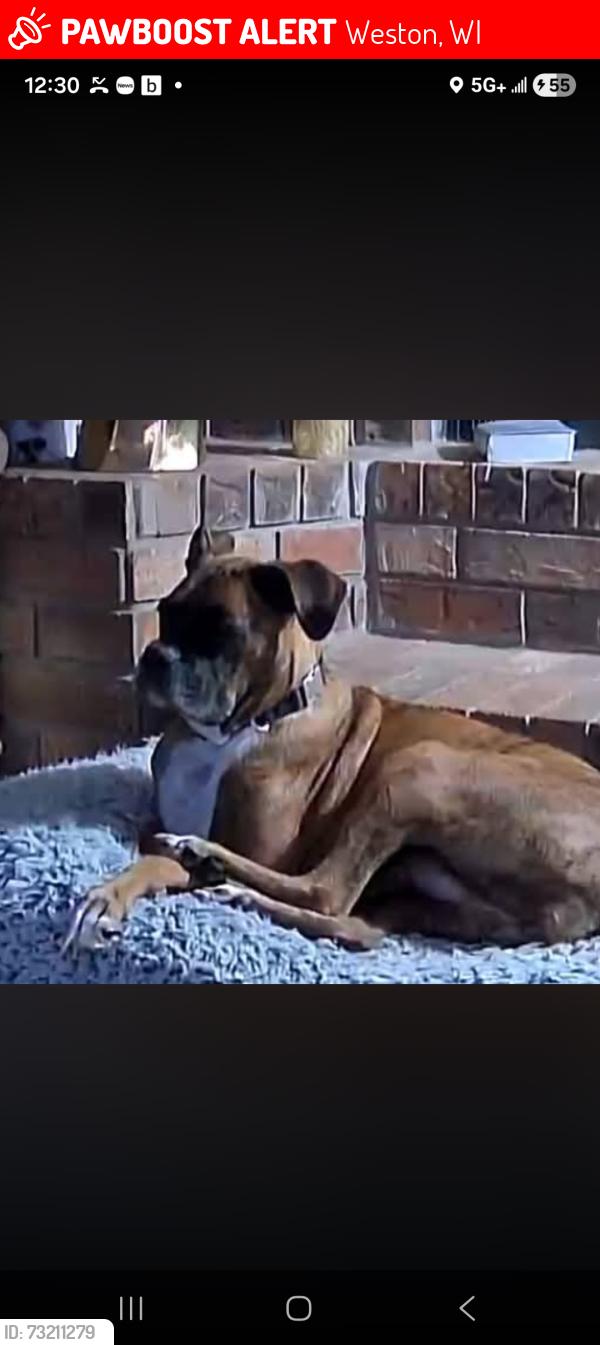 Lost Female Dog last seen Lora Lee Lane and Douglas Bend, Weston, WI 54476