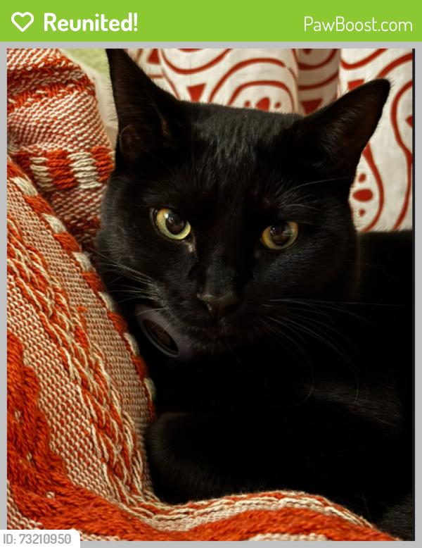Reunited Female Cat last seen Near Block of Manor Lane, Lakewood, Wilson Family Park, Lakewood, Lakewood, CO 80232