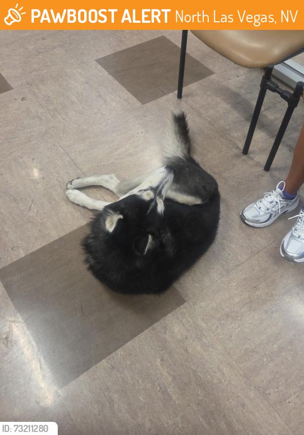 Found/Stray Male Dog last seen Civic Center Dr & Lake Mead, North Las Vegas, NV 89030