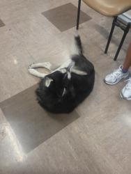Found/Stray Male Dog last seen Civic Center Dr & Lake Mead, North Las Vegas, NV 89030