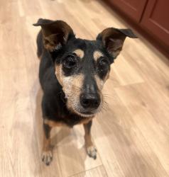 Found/Stray Female Dog last seen Almanza Ln/Hazard Ave, Los Angeles, CA 90063