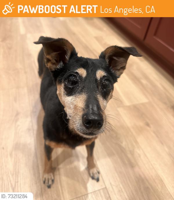 Found/Stray Female Dog last seen Almanza Ln/Hazard Ave, Los Angeles, CA 90063
