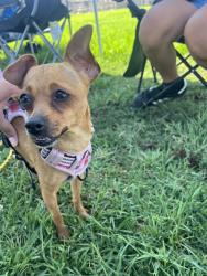 Reunited Female Dog last seen La Palma Ave. & Baxter St., Anaheim, CA 92831