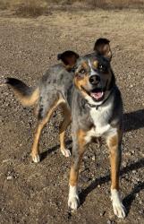 Lost Female Dog last seen 47th and race street denver co, Denver, CO 80216