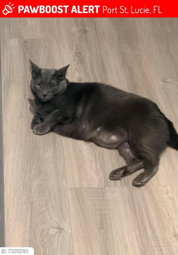 Lost Male Cat last seen The Cottages at Tradition and Lowe’s Becker area, Port St. Lucie, FL 34953