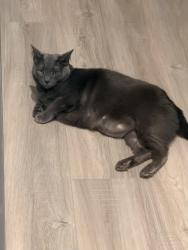 Lost Male Cat last seen The Cottages at Tradition and Lowe’s Becker area, Port St. Lucie, FL 34953