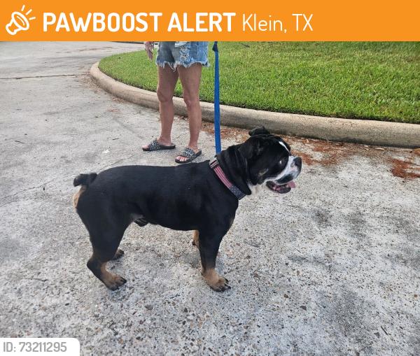 Found/Stray Unknown Dog last seen Gleannloch and spring cypress, Klein, TX 77379