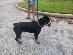 Found/Stray Unknown Dog last seen Gleannloch and spring cypress, Klein, TX 77379