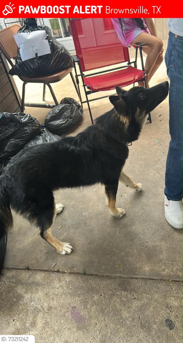 Lost Male Dog last seen Lincoln St, E 21ST Street & E 22ND Street, Brownsville, TX 78521