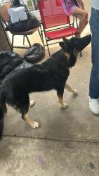 Lost Male Dog last seen Lincoln St, E 21ST Street & E 22ND Street, Brownsville, TX 78521