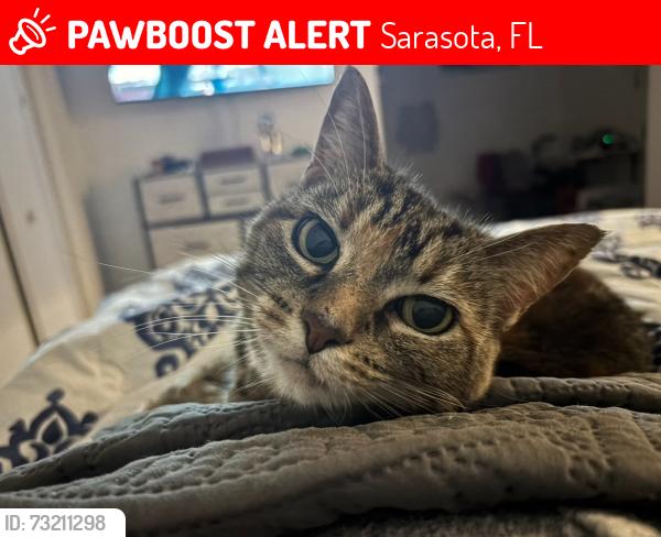 Lost Female Cat last seen 47th and mink, Sarasota, FL 34235