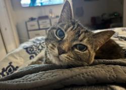 Lost Female Cat last seen 47th and mink, Sarasota, FL 34235