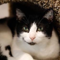 Shelter Stray Female Cat last seen , 3607 N Armenia Ave, Tampa, FL 33607, USA