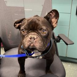 Shelter Stray Male Dog last seen , 3040 FL-590, Clearwater, FL 33759, USA
