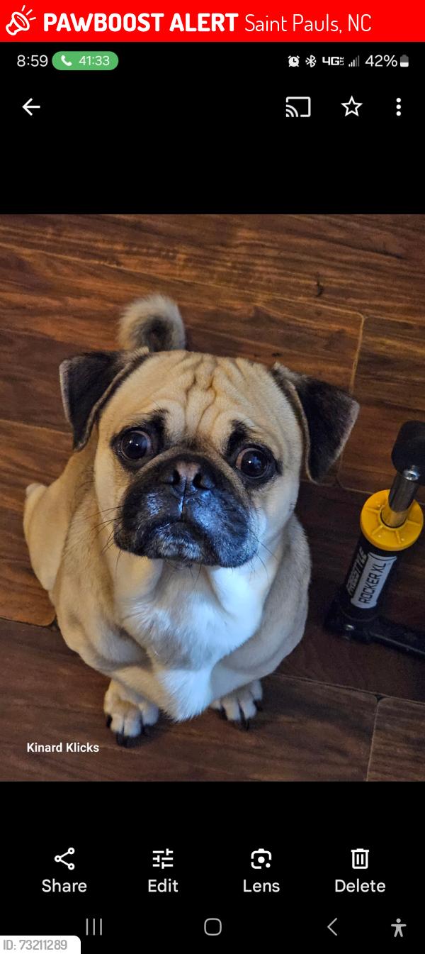 Lost Male Dog last seen Britt road, Saint Pauls, Saint Pauls, NC 28384