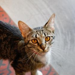 Shelter Stray Female Cat last seen , 3607 N Armenia Ave, Tampa, FL 33607, USA