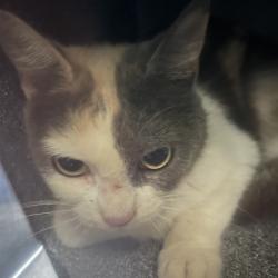 Shelter Stray Female Cat last seen , 980 Guilford College Rd, Greensboro, NC 27409, USA