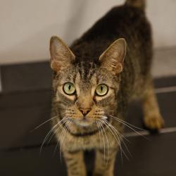 Shelter Stray Male Cat last seen , 3607 N Armenia Ave, Tampa, FL 33607, USA