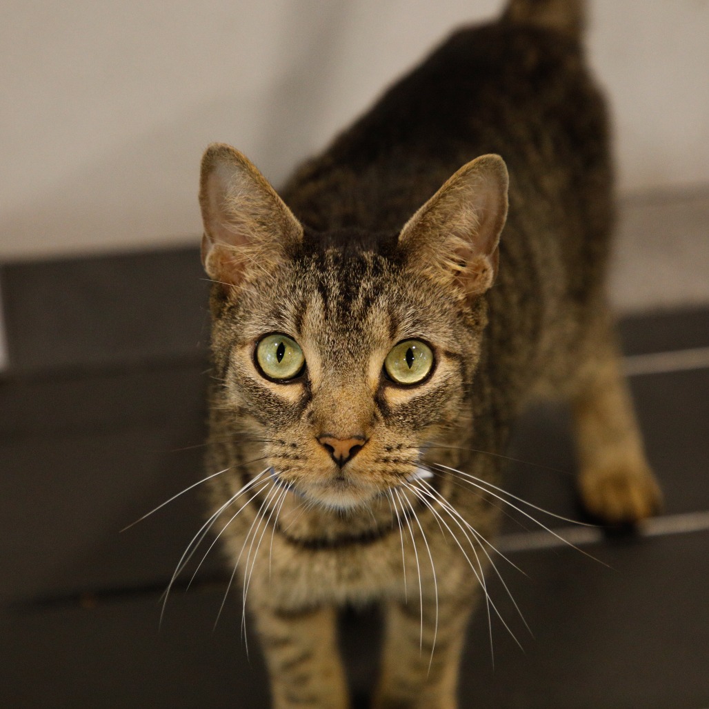 Shelter Stray Male Cat last seen , 3607 N Armenia Ave, Tampa, FL 33607, USA