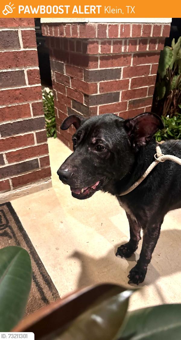 Found/Stray Unknown Dog last seen Frank elementary, Klein, TX 77379