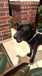 Found/Stray Unknown Dog last seen Frank elementary, Klein, TX 77379