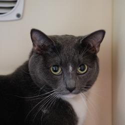 Shelter Stray Female Cat last seen , 3607 N Armenia Ave, Tampa, FL 33607, USA