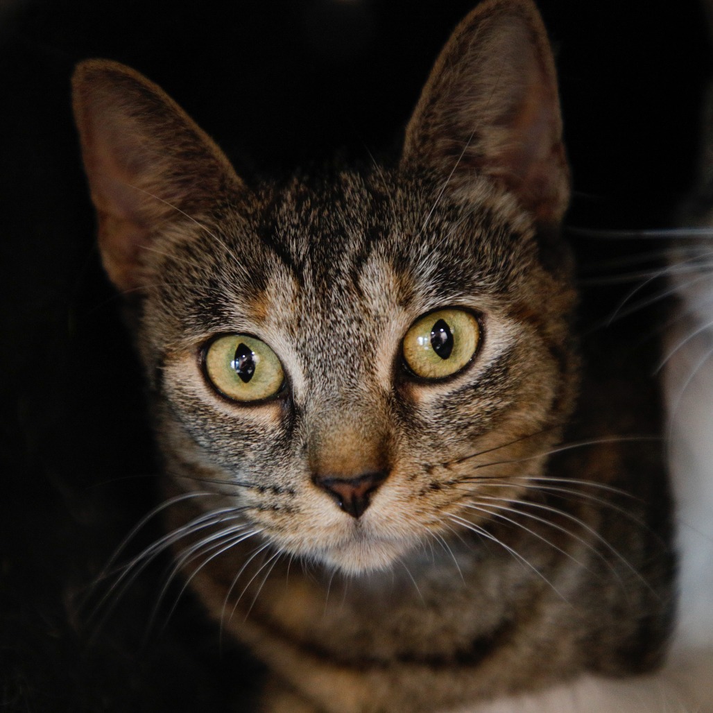 Shelter Stray Female Cat last seen , 3607 N Armenia Ave, Tampa, FL 33607, USA