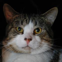 Shelter Stray Male Cat last seen , 3607 N Armenia Ave, Tampa, FL 33607, USA