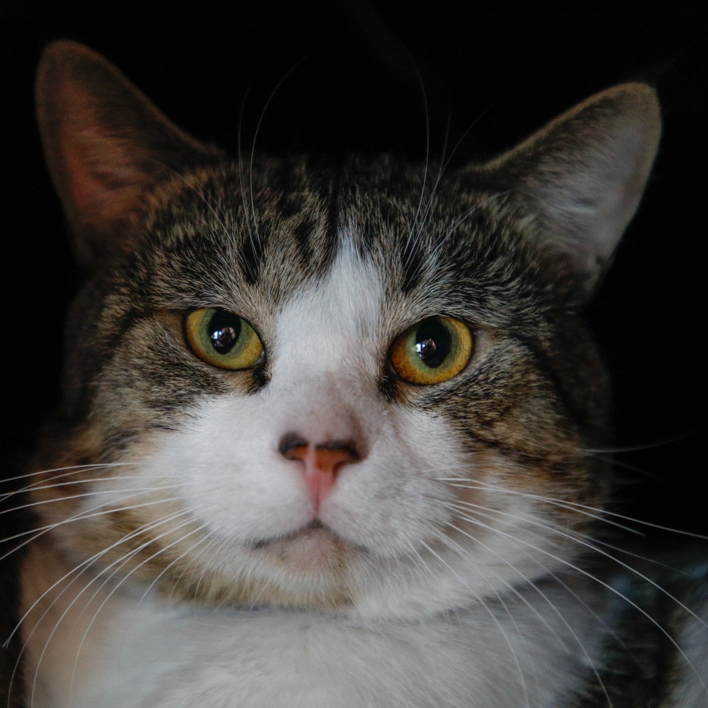 Shelter Stray Male Cat last seen , 3607 N Armenia Ave, Tampa, FL 33607, USA