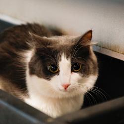 Shelter Stray Female Cat last seen , 3607 N Armenia Ave, Tampa, FL 33607, USA
