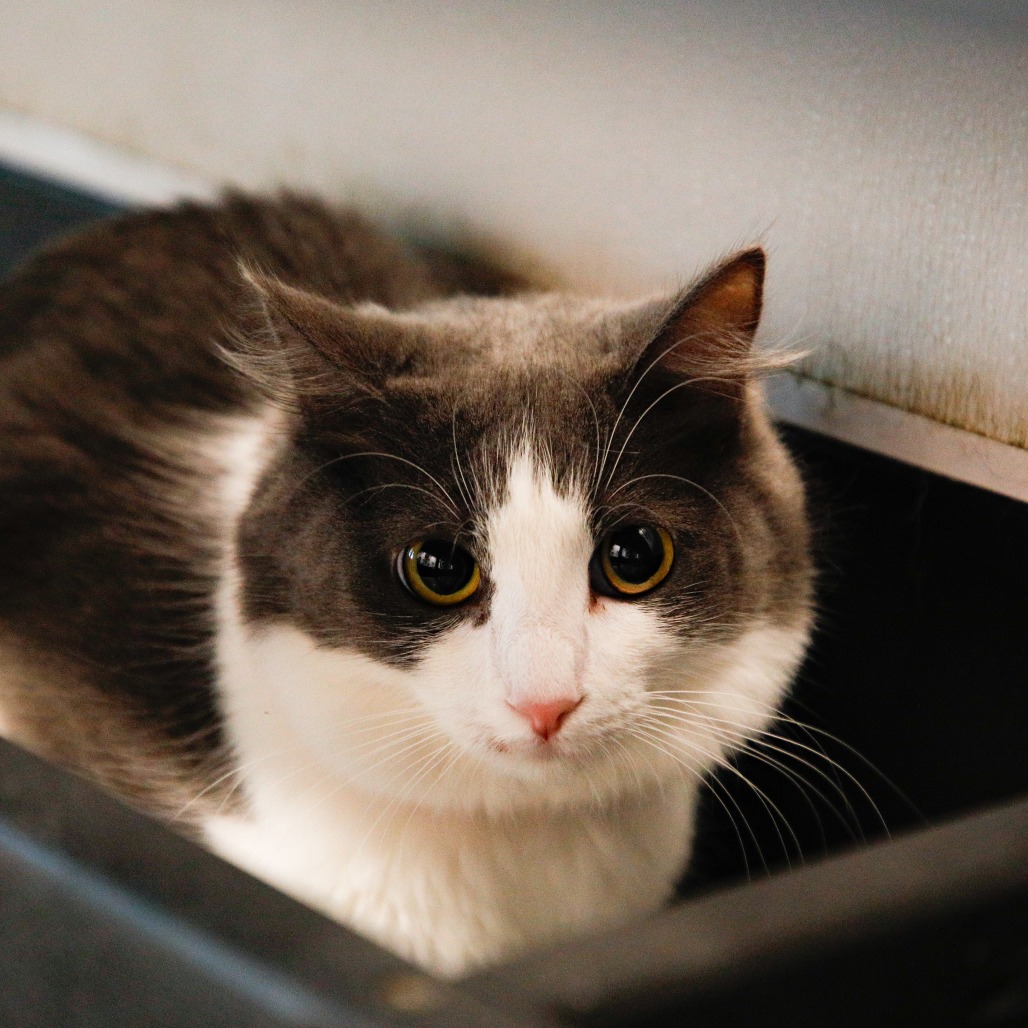 Shelter Stray Female Cat last seen , 3607 N Armenia Ave, Tampa, FL 33607, USA