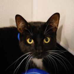 Shelter Stray Male Cat last seen , 3607 N Armenia Ave, Tampa, FL 33607, USA