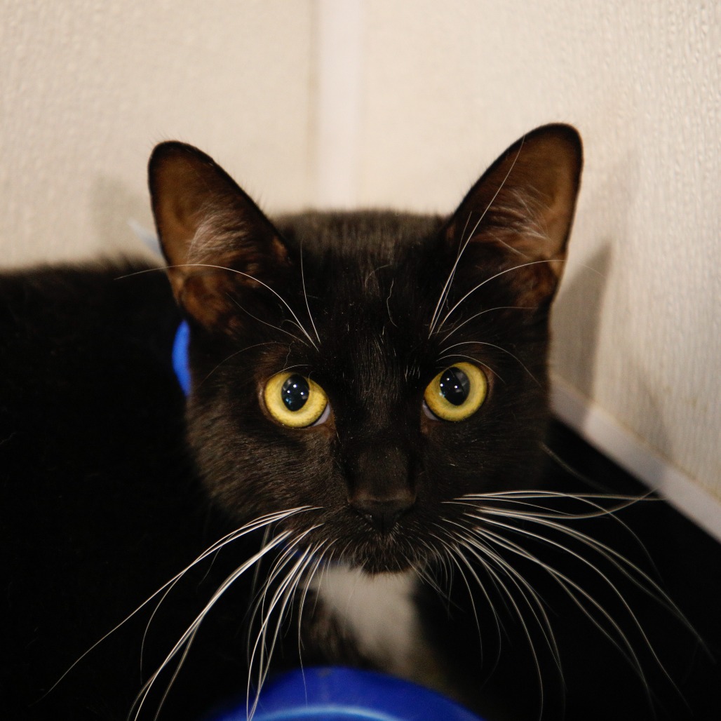 Shelter Stray Male Cat last seen , 3607 N Armenia Ave, Tampa, FL 33607, USA