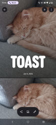 Lost Male Cat last seen Ash ave, Brighton, CO 80601