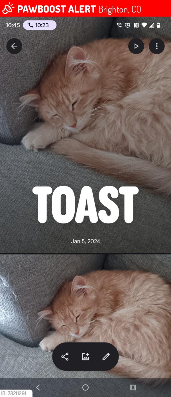 Lost Male Cat last seen Ash ave, Brighton, CO 80601