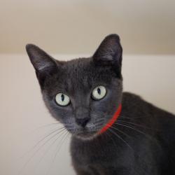 Shelter Stray Female Cat last seen , 3607 N Armenia Ave, Tampa, FL 33607, USA