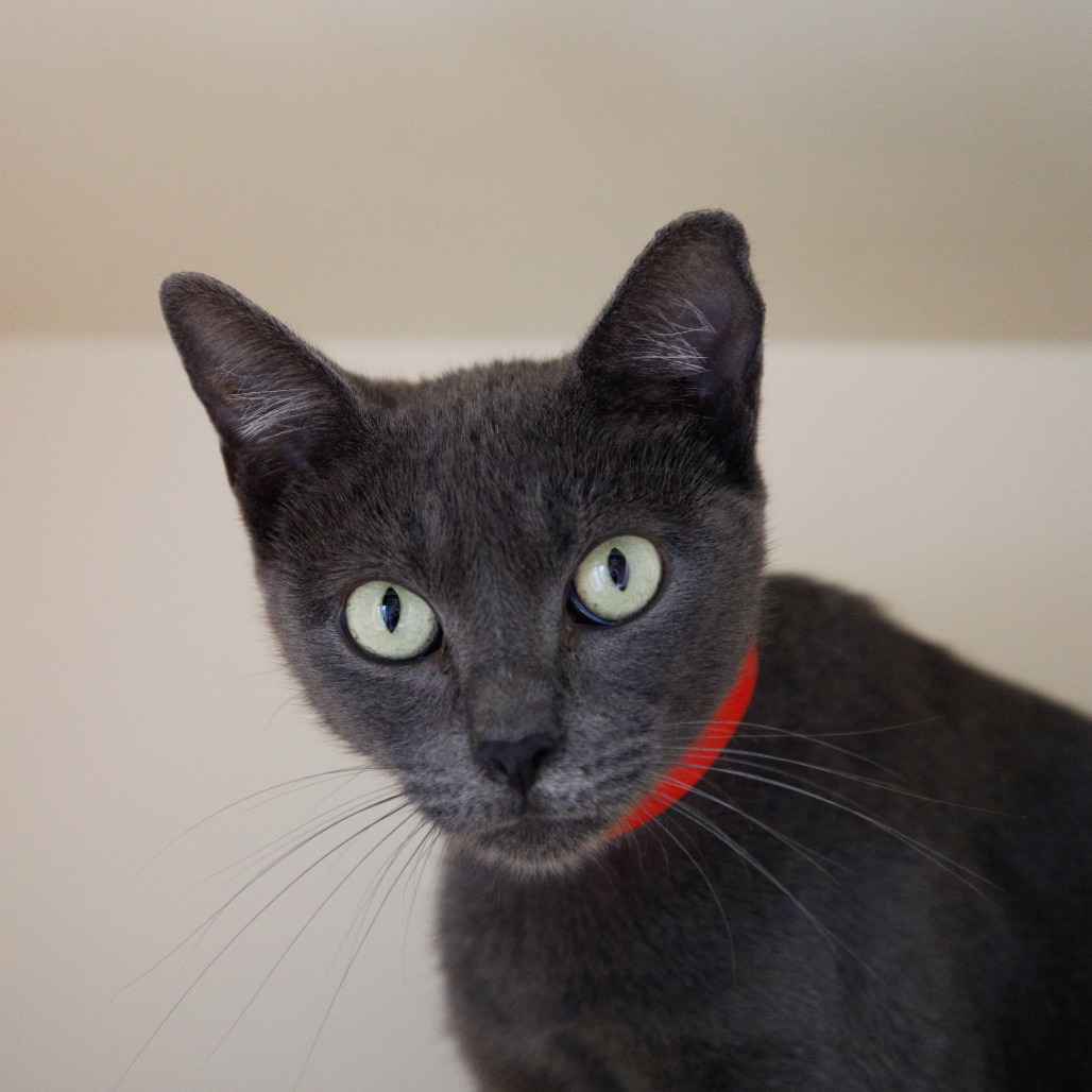 Shelter Stray Female Cat last seen , 3607 N Armenia Ave, Tampa, FL 33607, USA