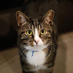 Shelter Stray Male Cat last seen , 3607 N Armenia Ave, Tampa, FL 33607, USA