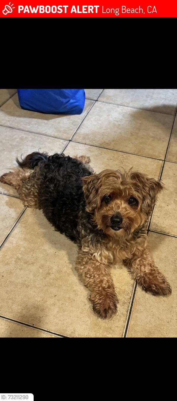 Lost Male Dog last seen Lemon avenue and 17th street in Long Beach, Long Beach, CA 90813